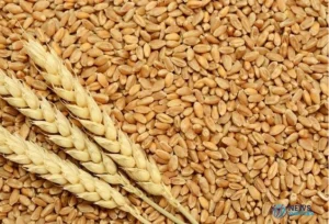 wheat policy