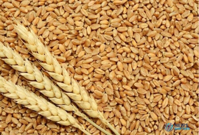 wheat policy